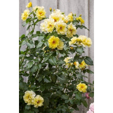 Троянда плетиста Голден Шауерс (жовта) | Rose climber Golden Showers (yellow) | Роза плетистая Голден Шауэрс (желтая)