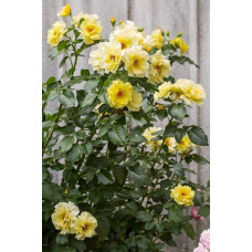 Троянда плетиста Голден Шауерс (жовта) | Rose climber Golden Showers (yellow) | Роза плетистая Голден Шауэрс (желтая)
