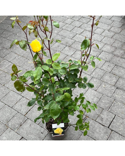 Троянда плетиста Голден Шауерс (жовта) | Rose climber Golden Showers (yellow) | Роза плетистая Голден Шауэрс (желтая)