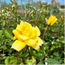 Троянда плетиста Голден Шауерс (жовта) | Rose climber Golden Showers (yellow) | Роза плетистая Голден Шауэрс (желтая)