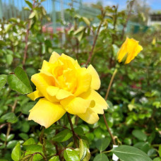 Троянда плетиста Голден Шауерс (жовта) | Rose climber Golden Showers (yellow) | Роза плетистая Голден Шауэрс (желтая)