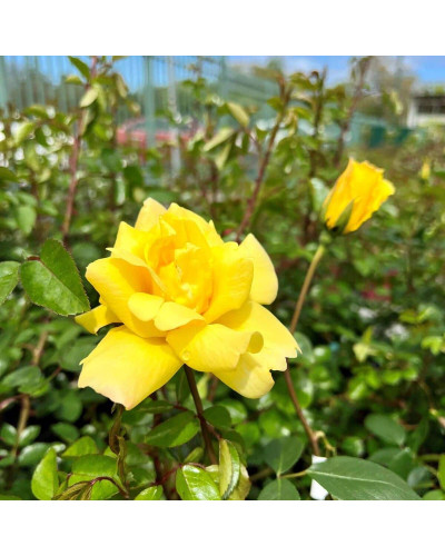 Троянда плетиста Голден Шауерс (жовта) | Rose climber Golden Showers (yellow) | Роза плетистая Голден Шауэрс (желтая)