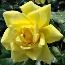 Троянда плетиста Голден Шауерс (жовта) | Rose climber Golden Showers (yellow) | Роза плетистая Голден Шауэрс (желтая)