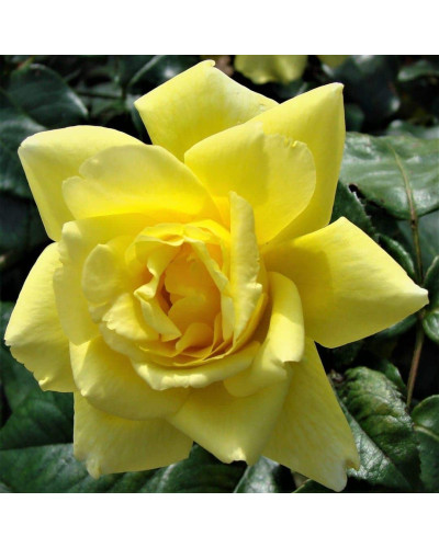 Троянда плетиста Голден Шауерс (жовта) | Rose climber Golden Showers (yellow) | Роза плетистая Голден Шауэрс (желтая)