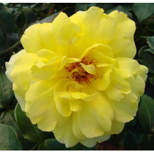 Троянда плетиста Голден Шауерс (жовта) | Rose climber Golden Showers (yellow) | Роза плетистая Голден Шауэрс (желтая)