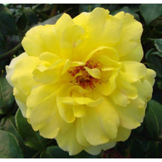 Троянда плетиста Голден Шауерс (жовта) | Rose climber Golden Showers (yellow) | Роза плетистая Голден Шауэрс (желтая)