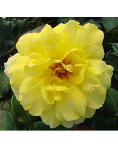 Троянда плетиста Голден Шауерс (жовта) | Rose climber Golden Showers (yellow) | Роза плетистая Голден Шауэрс (желтая)