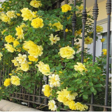 Троянда плетиста Голден Шауерс (жовта) | Rose climber Golden Showers (yellow) | Роза плетистая Голден Шауэрс (желтая)