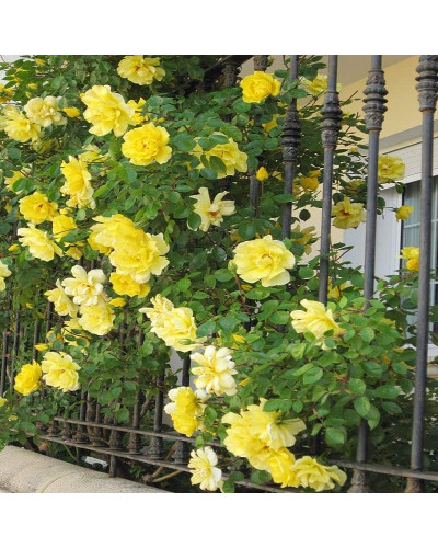 Троянда плетиста Голден Шауерс (жовта) | Rose climber Golden Showers (yellow) | Роза плетистая Голден Шауэрс (желтая)