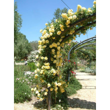 Троянда плетиста Голден Шауерс (жовта) | Rose climber Golden Showers (yellow) | Роза плетистая Голден Шауэрс (желтая)