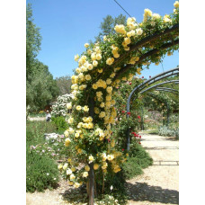 Троянда плетиста Голден Шауерс (жовта) | Rose climber Golden Showers (yellow) | Роза плетистая Голден Шауэрс (желтая)