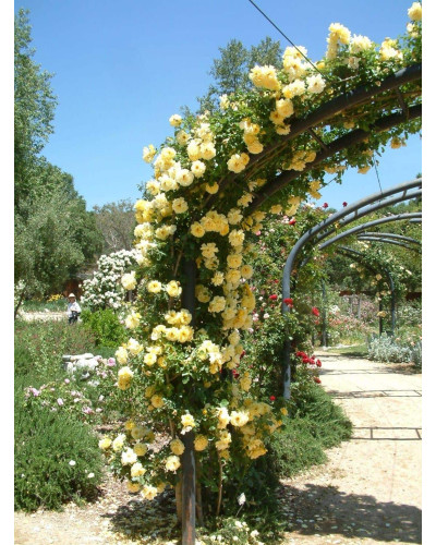 Троянда плетиста Голден Шауерс (жовта) | Rose climber Golden Showers (yellow) | Роза плетистая Голден Шауэрс (желтая)