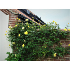 Троянда плетиста Голден Шауерс (жовта) | Rose climber Golden Showers (yellow) | Роза плетистая Голден Шауэрс (желтая)