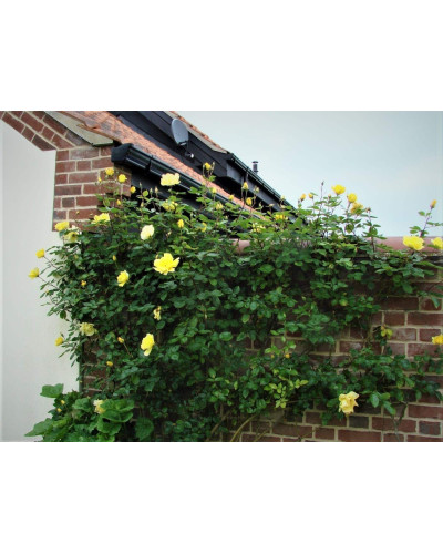 Троянда плетиста Голден Шауерс (жовта) | Rose climber Golden Showers (yellow) | Роза плетистая Голден Шауэрс (желтая)
