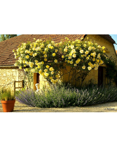 Троянда плетиста Голден Шауерс (жовта) | Rose climber Golden Showers (yellow) | Роза плетистая Голден Шауэрс (желтая)