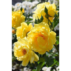 Троянда плетиста Голден Гейт (жовта) | Rosa climber Golden Gate (yellow) | Роза плетистая Голден Гейт (желтая)