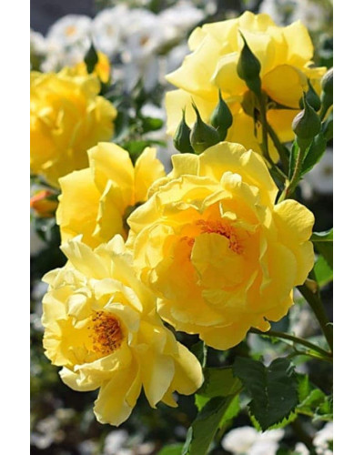 Троянда плетиста Голден Гейт (жовта) | Rosa climber Golden Gate (yellow) | Роза плетистая Голден Гейт (желтая)