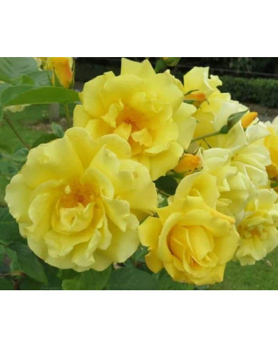 Троянда плетиста Голден Гейт (жовта) | Rosa climber Golden Gate (yellow) | Роза плетистая Голден Гейт (желтая)