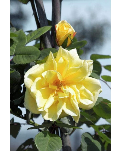 Троянда плетиста Голден Гейт (жовта) | Rosa climber Golden Gate (yellow) | Роза плетистая Голден Гейт (желтая)