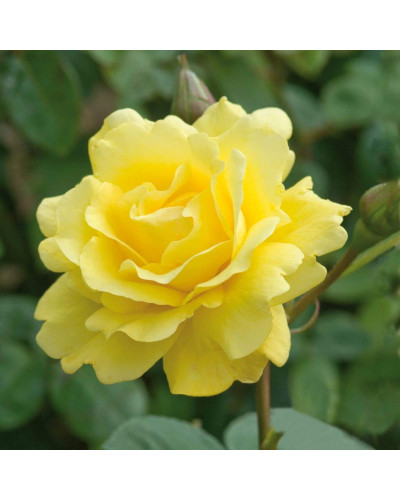 Троянда плетиста Голден Гейт (жовта) | Rosa climber Golden Gate (yellow) | Роза плетистая Голден Гейт (желтая)