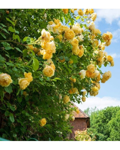 Троянда плетиста Голден Гейт (жовта) | Rosa climber Golden Gate (yellow) | Роза плетистая Голден Гейт (желтая)