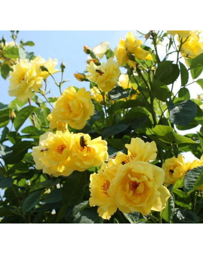 Троянда плетиста Голден Гейт (жовта) | Rosa climber Golden Gate (yellow) | Роза плетистая Голден Гейт (желтая)