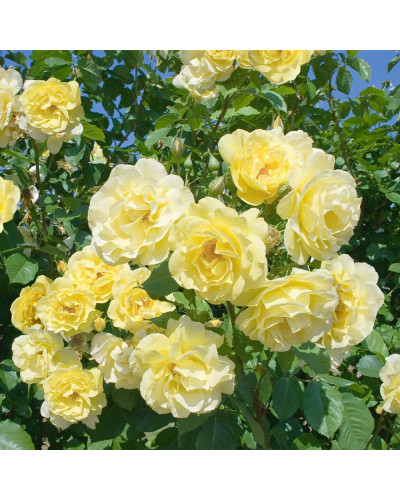 Троянда плетиста Голден Гейт (жовта) | Rosa climber Golden Gate (yellow) | Роза плетистая Голден Гейт (желтая)