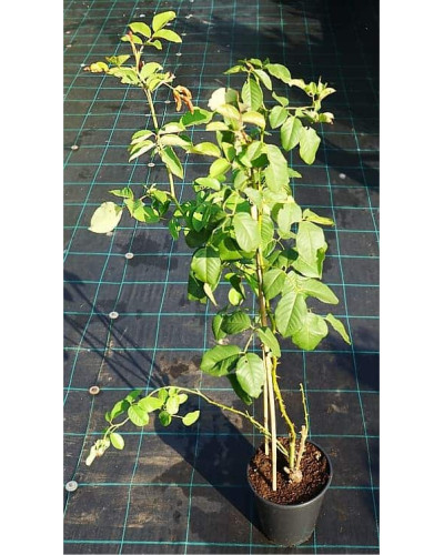 Троянда плетиста Голден Гейт (жовта) | Rosa climber Golden Gate (yellow) | Роза плетистая Голден Гейт (желтая)