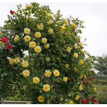 Троянда плетиста Голден Гейт (жовта) | Rosa climber Golden Gate (yellow) | Роза плетистая Голден Гейт (желтая)