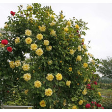 Троянда плетиста Голден Гейт (жовта) | Rosa climber Golden Gate (yellow) | Роза плетистая Голден Гейт (желтая)