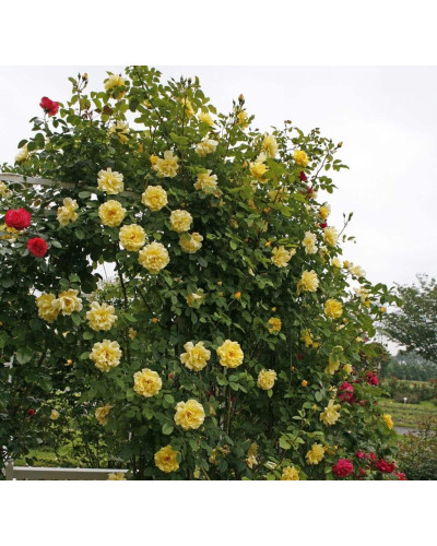 Троянда плетиста Голден Гейт (жовта) | Rosa climber Golden Gate (yellow) | Роза плетистая Голден Гейт (желтая)