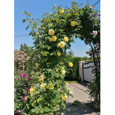 Троянда плетиста Голден Гейт (жовта) | Rosa climber Golden Gate (yellow) | Роза плетистая Голден Гейт (желтая)