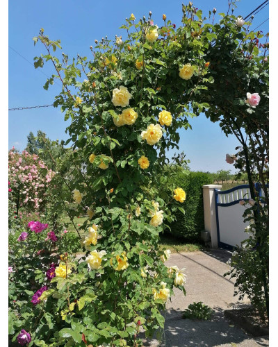 Троянда плетиста Голден Гейт (жовта) | Rosa climber Golden Gate (yellow) | Роза плетистая Голден Гейт (желтая)