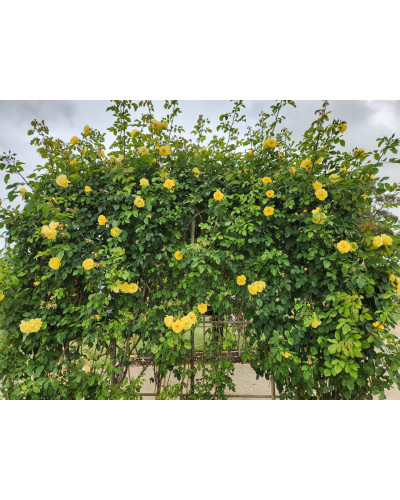 Троянда плетиста Голден Гейт (жовта) | Rosa climber Golden Gate (yellow) | Роза плетистая Голден Гейт (желтая)