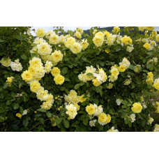 Троянда плетиста Голден Гейт (жовта) | Rosa climber Golden Gate (yellow) | Роза плетистая Голден Гейт (желтая)