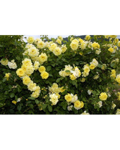 Троянда плетиста Голден Гейт (жовта) | Rosa climber Golden Gate (yellow) | Роза плетистая Голден Гейт (желтая)