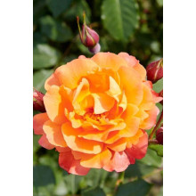 Троянда плетиста Вестерленд (помаранчева) | Rosa climber Westerland (orange) | Роза плетистая Вестерленд (оранжевая)