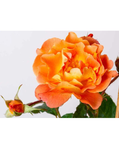 Троянда плетиста Вестерленд (помаранчева) | Rosa climber Westerland (orange) | Роза плетистая Вестерленд (оранжевая)