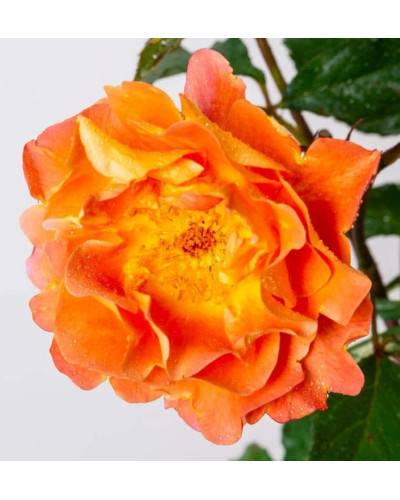 Троянда плетиста Вестерленд (помаранчева) | Rosa climber Westerland (orange) | Роза плетистая Вестерленд (оранжевая)