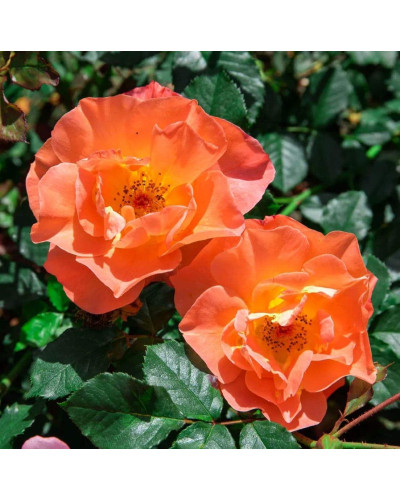 Троянда плетиста Вестерленд (помаранчева) | Rosa climber Westerland (orange) | Роза плетистая Вестерленд (оранжевая)