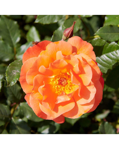 Троянда плетиста Вестерленд (помаранчева) | Rosa climber Westerland (orange) | Роза плетистая Вестерленд (оранжевая)