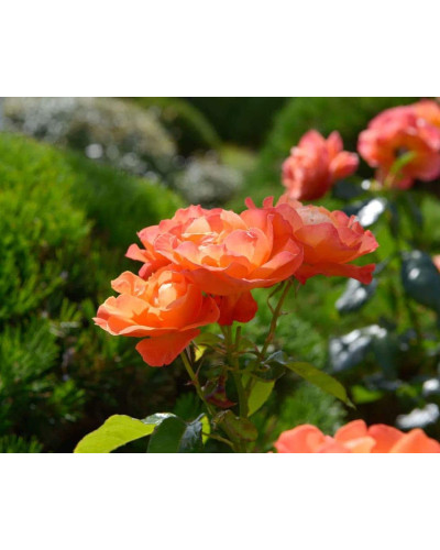 Троянда плетиста Вестерленд (помаранчева) | Rosa climber Westerland (orange) | Роза плетистая Вестерленд (оранжевая)