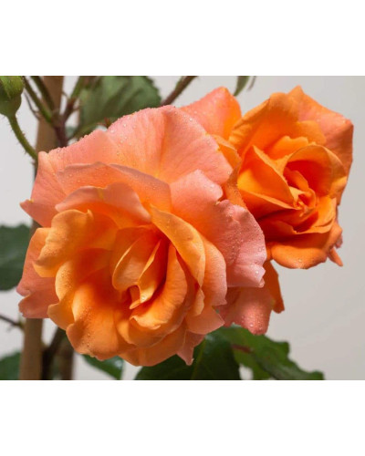 Троянда плетиста Вестерленд (помаранчева) | Rosa climber Westerland (orange) | Роза плетистая Вестерленд (оранжевая)