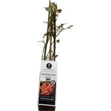 Троянда плетиста Вестерленд (помаранчева) | Rosa climber Westerland (orange) | Роза плетистая Вестерленд (оранжевая)
