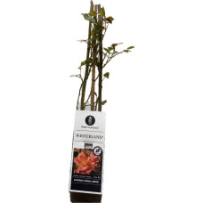 Троянда плетиста Вестерленд (помаранчева) | Rosa climber Westerland (orange) | Роза плетистая Вестерленд (оранжевая)