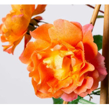 Троянда плетиста Вестерленд (помаранчева) | Rosa climber Westerland (orange) | Роза плетистая Вестерленд (оранжевая)