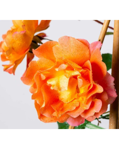 Троянда плетиста Вестерленд (помаранчева) | Rosa climber Westerland (orange) | Роза плетистая Вестерленд (оранжевая)