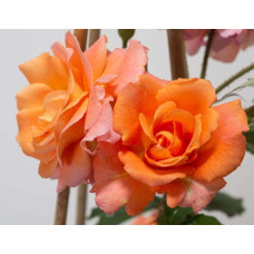 Троянда плетиста Вестерленд (помаранчева) | Rosa climber Westerland (orange) | Роза плетистая Вестерленд (оранжевая)