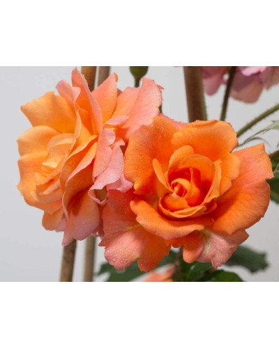 Троянда плетиста Вестерленд (помаранчева) | Rosa climber Westerland (orange) | Роза плетистая Вестерленд (оранжевая)