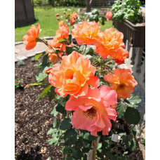 Троянда плетиста Вестерленд (помаранчева) | Rosa climber Westerland (orange) | Роза плетистая Вестерленд (оранжевая)